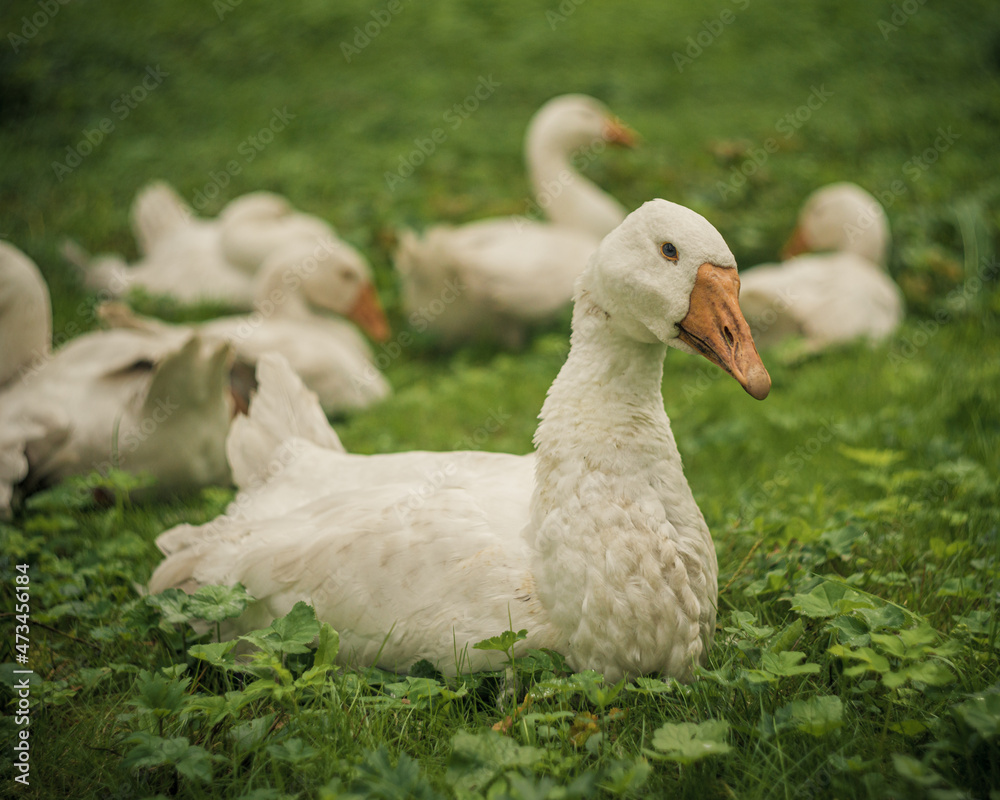 cute birds living in the park