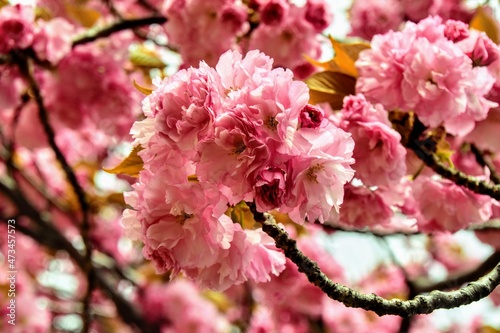 日本の自然、日本の食べ物