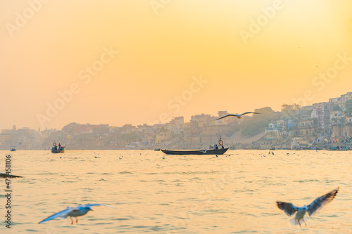 Seagull around the ghats of Varanasi, India