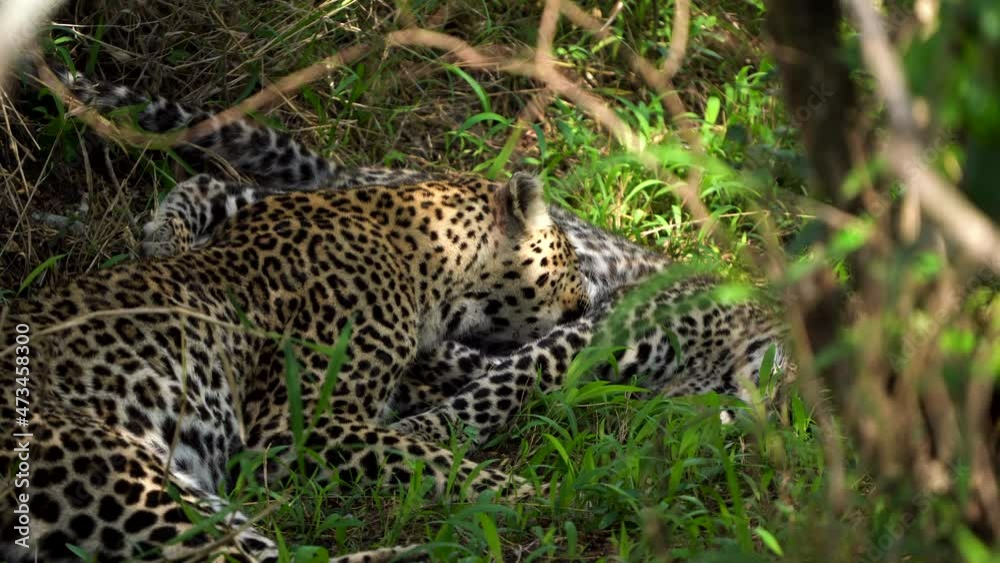 Leopard couple licks and grooms each other lovingly, closeup handheld Leopard couple licks and grooms each other lovingly, closeup handheld