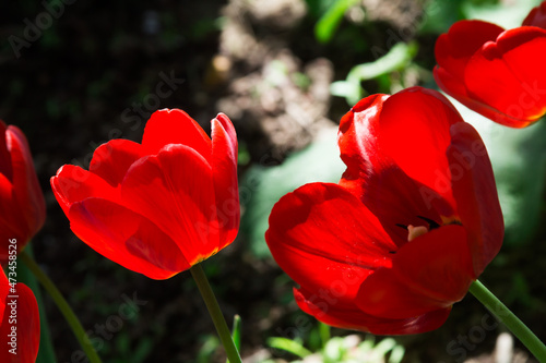 Red tulips with green foliage shine through with bright spring sun. Flowers glow from within. Neon shades.