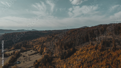 Birdseye view over a forest