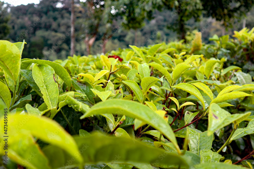 Fototapeta premium Dewy tea leaves at morning time