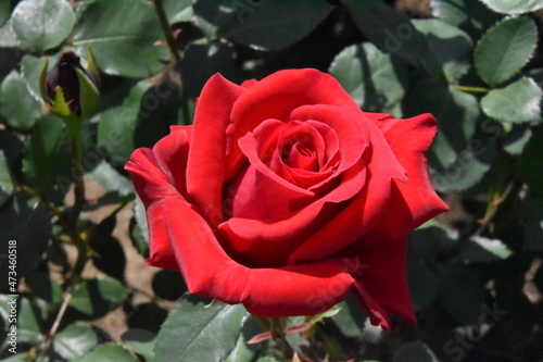 日本の自然、日本の食べ物