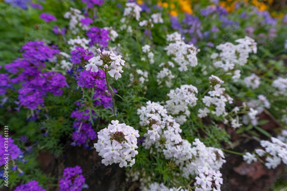 Flowers in the garden