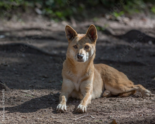 Portrait of a Dingo, Australia's native dog with blurred background photo
