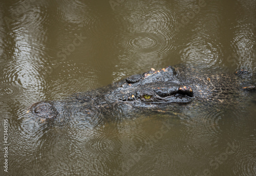 Australian saltwater crocodile in water
