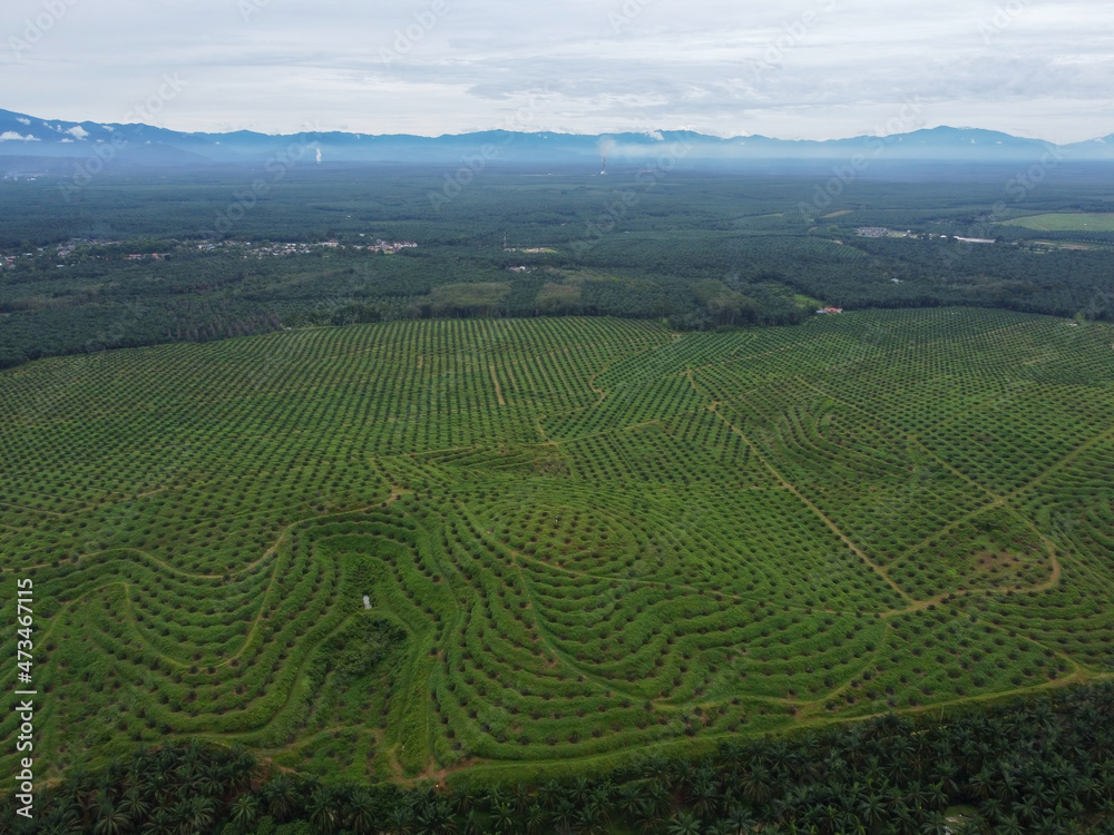 Aerial view new plantation of young oil palm farm