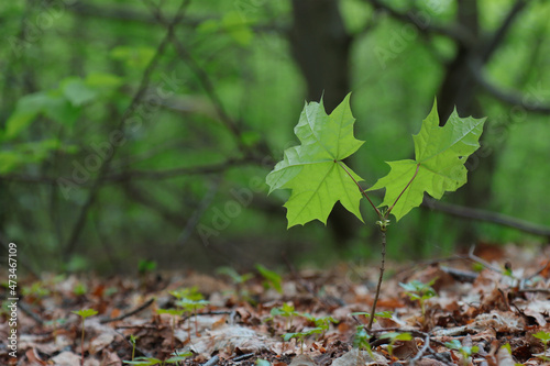 Maple sprout grows in the forest.