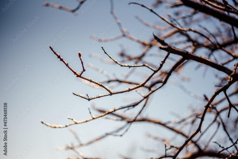 Naked leafless tree branches covered with frost and snow winter background Naked leafless tree branches covered with frost and snow winter background