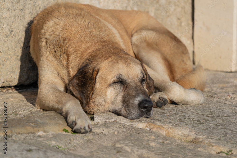 Stray dogs that live in cities, known as free-roaming city dogs. Sleeping dog.