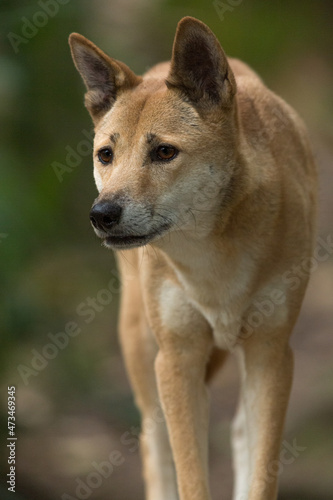 Foto Portrait of a Dingo, Australia's native dog with blurred background