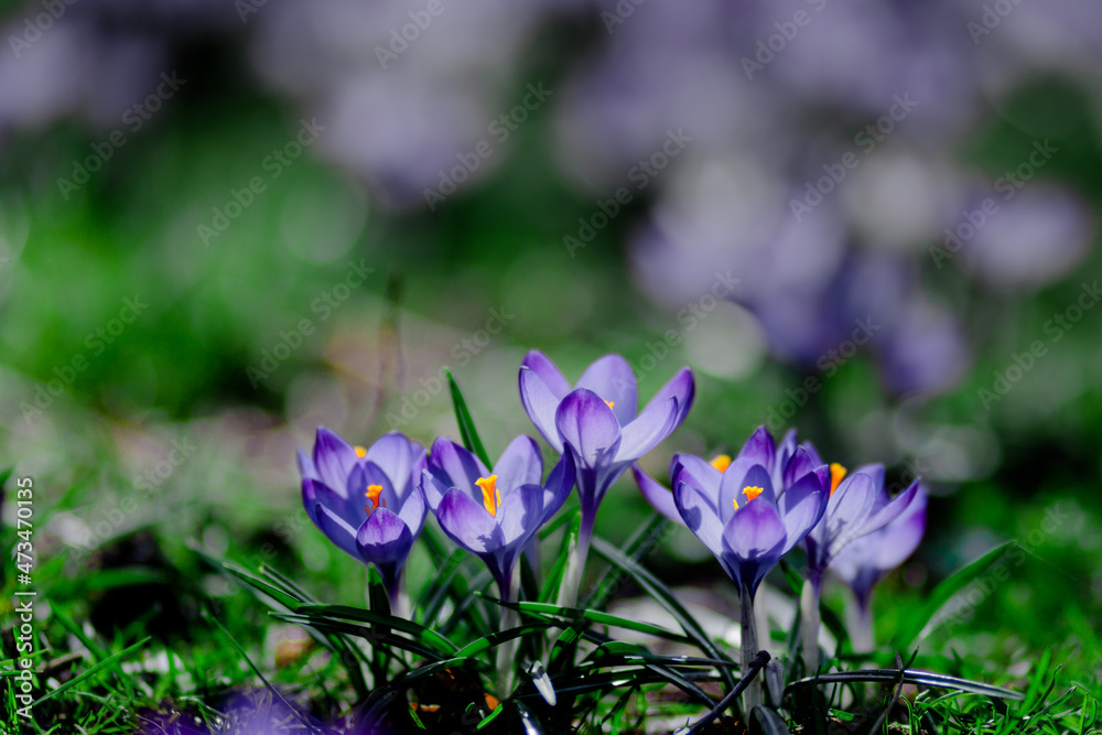 Fototapeta premium spring crocus flowers