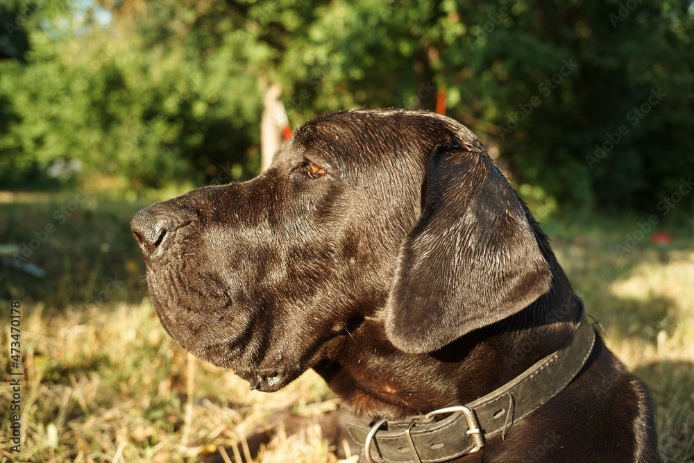 large purebred black dog outdoors in the field pets
