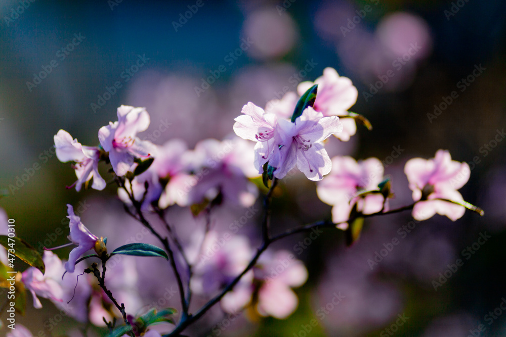 Obraz premium flowers in spring