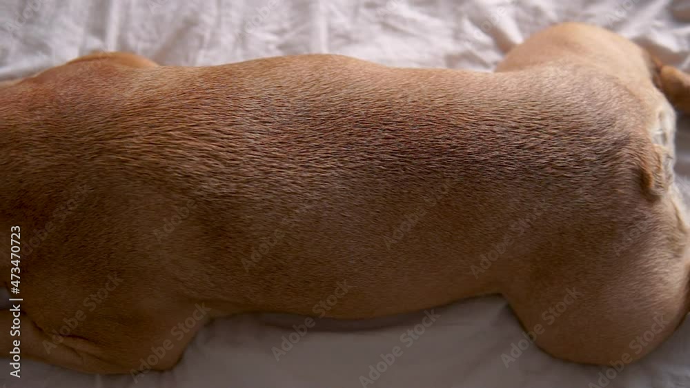 Top down view of brown french bulldog. Doggy lying on the bed and resting Top down view of brown french bulldog. Doggy lying on the bed and resting