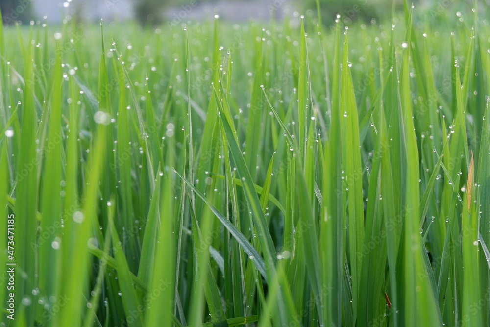 Obraz premium dew on grass rice field