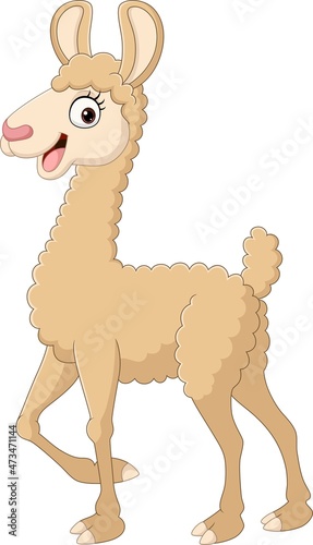 Cute alpaca cartoon on white background