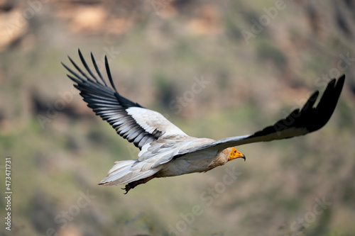 egyptian vulture also called as pharaoh's chicken on Socotra island © Ondrej