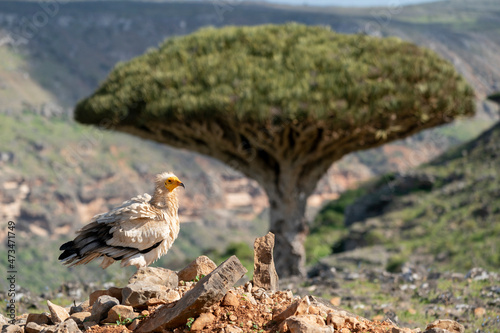 egyptian vulture also called as pharaoh's chicken on Socotra island photo