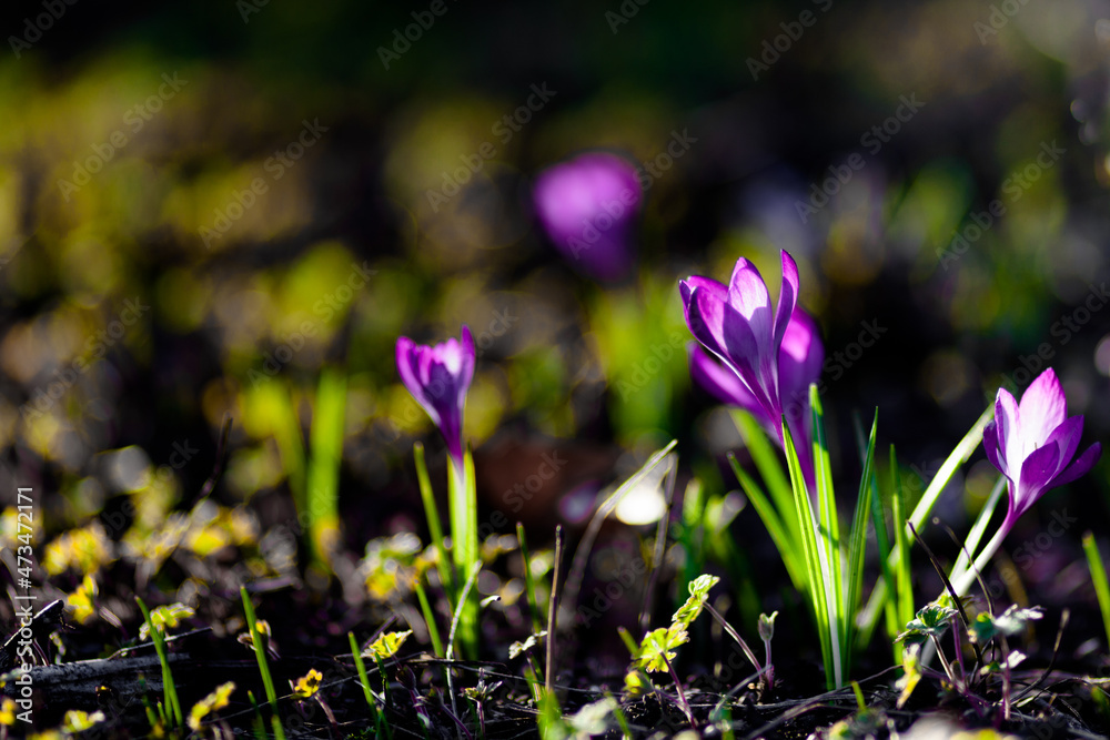 spring crocus flowers