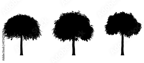 Black silhouette of deciduous tree icon isolated on white background. 