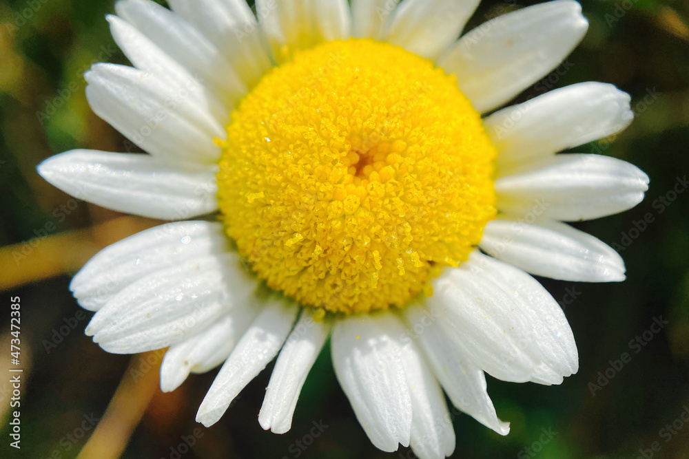 Obraz premium daisy flower closeup