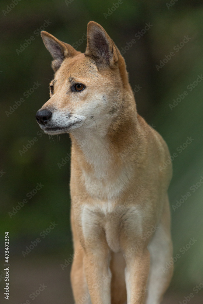 Portrait of a Dingo, Australia's native dog with blurred background