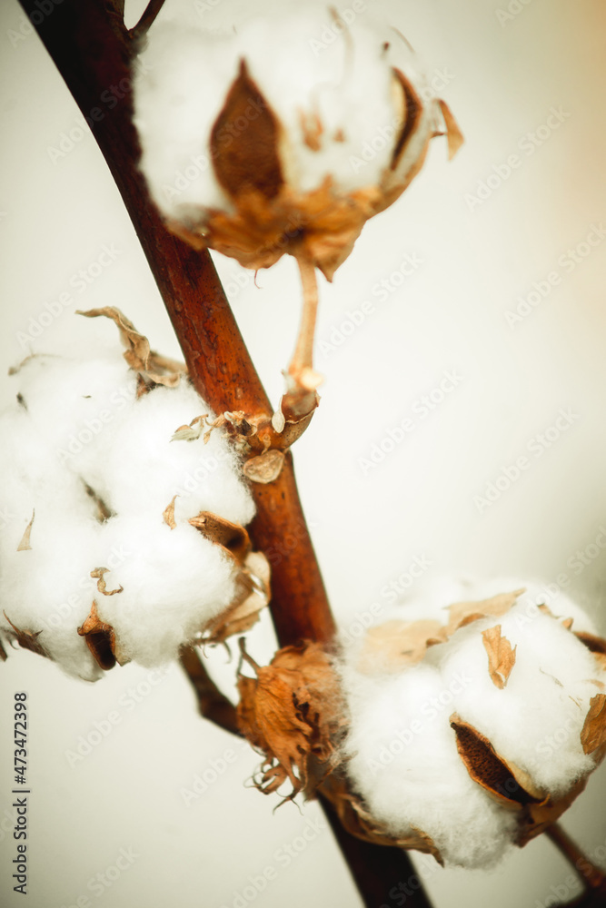 branch of cotton on a light background branch of cotton on a light background