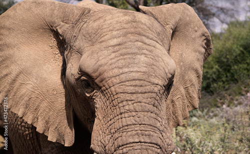 Close up of the African Bush Elephant in the grassland on a sunny day.