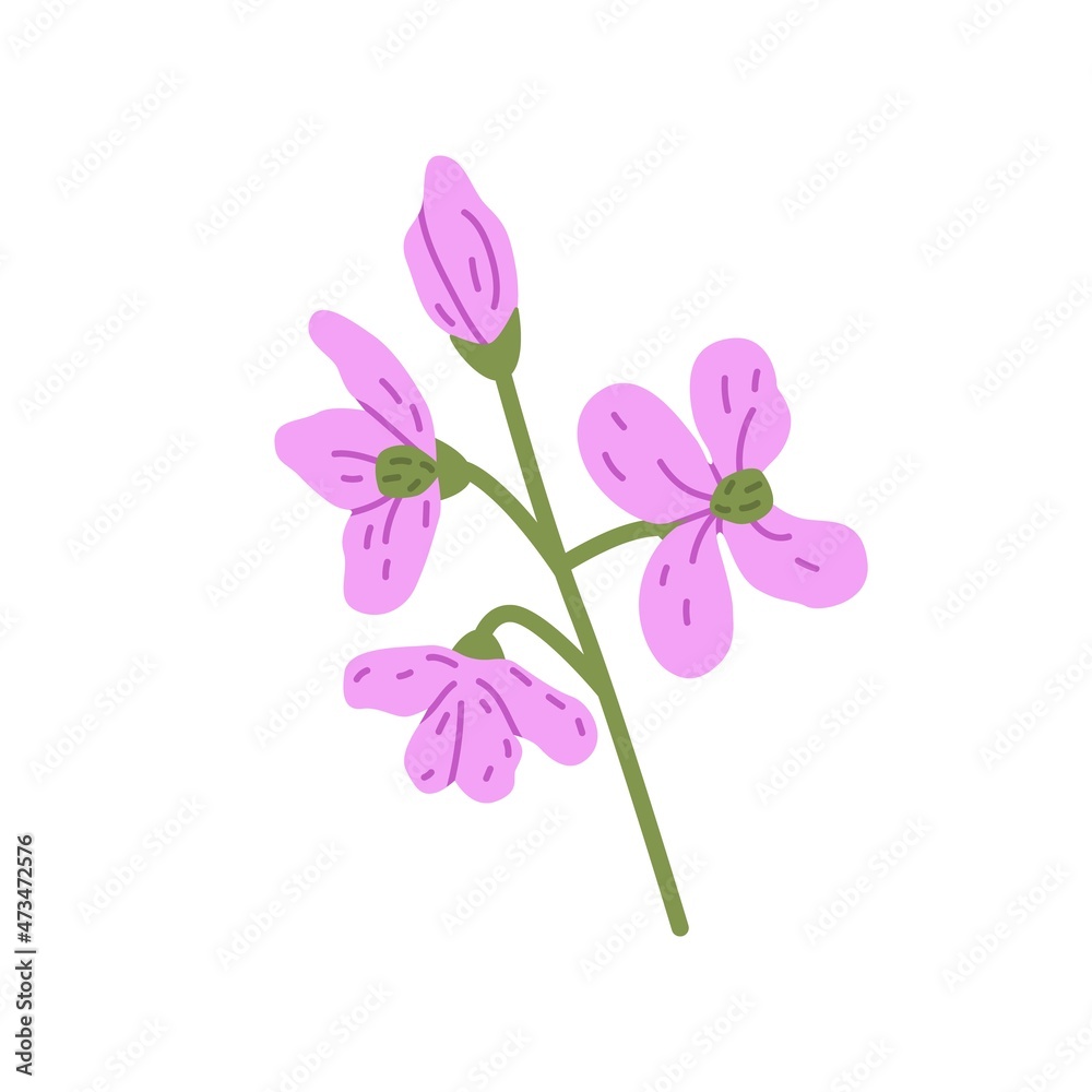 Obraz premium Cuckoo flower. Wild floral plant. Delicate blooming wildflower. Gentle Lady s smock. Beautiful mayflower. Botanical flat vector illustration isolated on white background