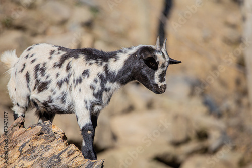 White baby goat climbing a rock © jordieasy