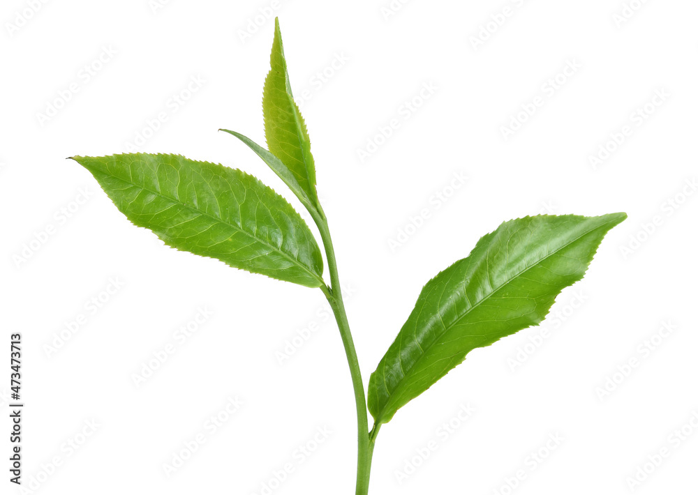 green tea leaf isolated on white background green tea leaf isolated on white background