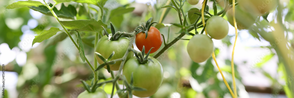 Tomatoes on bush, tomatoes on branch of stem ripening in varying degrees of ripeness from red to green Tomatoes on bush, tomatoes on branch of stem ripening in varying degrees of ripeness from red to green
