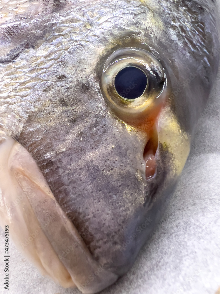 Close-up view of freshly caught sea bream head - obrazy, fototapety, plakaty 