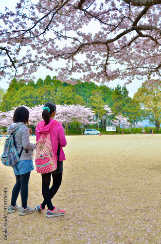 Enjoy the cherry blossoms in full bloom with your friends