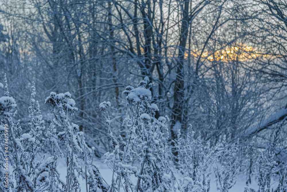 Snow on the grass against the background of large trees. Snow on the grass against the background of large trees.