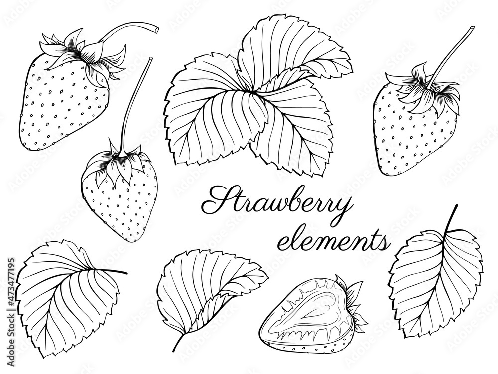 Eversweet Strawberry Plants, Strawberries: R.H. Shumway's Company