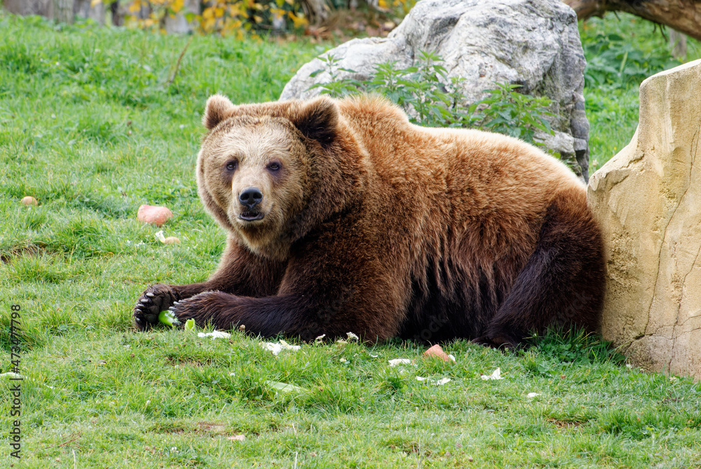 Brown bear in a zoo eating its meal lying down