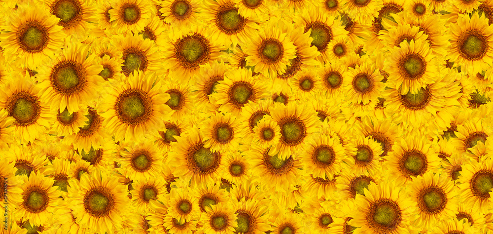 sunflower flowers as a background sunflower flowers as a background