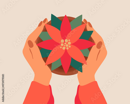  Human hands hold poinsettia in flower pot top view. Woman gives Red poinsettia plant with leaves. Christmas holiday gift concept. Vector illustration