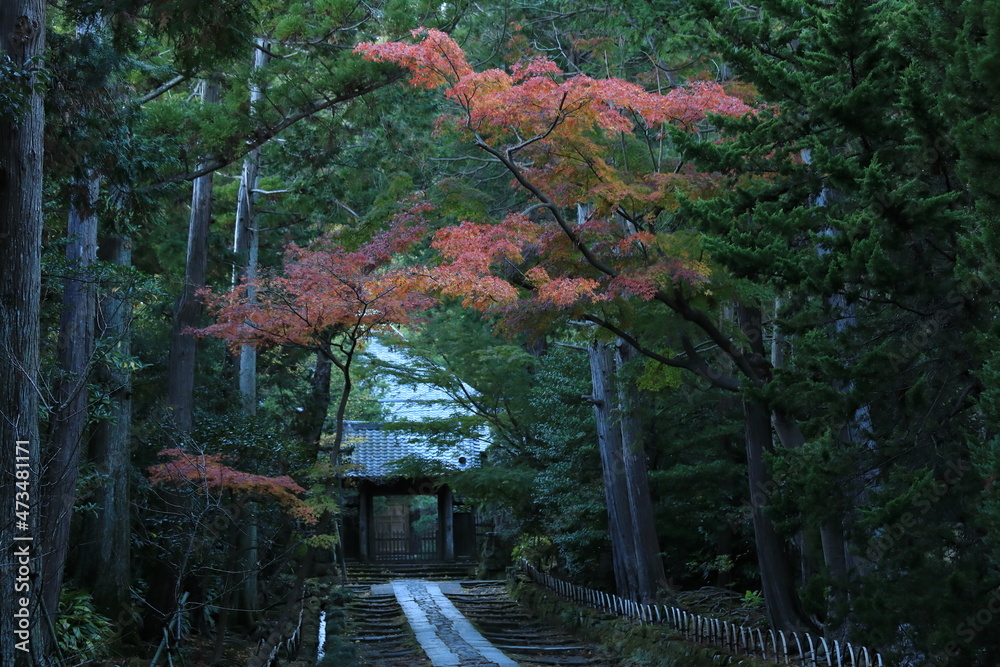 Fototapeta premium 寿福寺の静かな紅葉