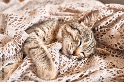 Cute tabby cat sleeping on beige blanket on the bed. Funny home pet. Concept of relaxing and cozy wellbeing. Sweet dream.