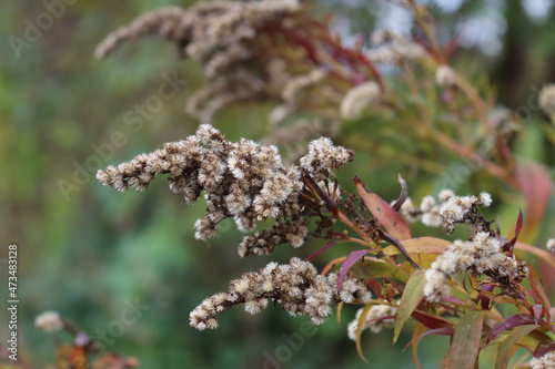Canadian goldenrod  flowers with seeds on autumn season. Withered  Solidago canadensis flowers photo