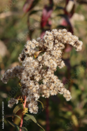 Canadian goldenrod  flowers with seeds on autumn season. Withered  Solidago canadensis flowers