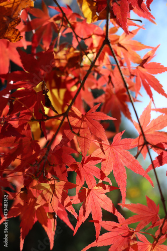 Acer palmatum  Red emperor. Red japanese maple tree with red leaves