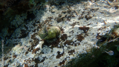 Southern oyster drill or Redmouthed rocksnail (Stramonita haemastoma) undersea, Aegean Sea, Greece, Halkidiki