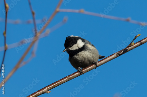 Foto The coal tit or cole tit perched on a twig, Periparus ater, bird with black head