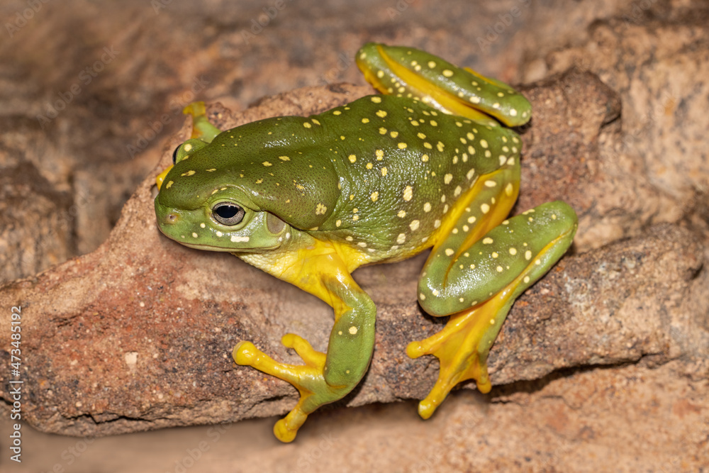 Obraz premium Australian Magnificent Tree Frog