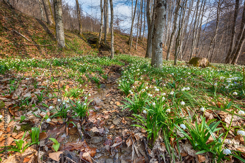 Amazing nature landscape, sunny flowering forest with a carpet of wild growing white snowflake flowers (leucojum vernum), early spring in Europe
